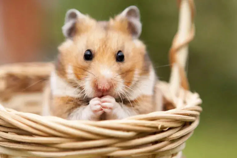 Collection-Mini-Compagnons HappyPets