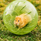 Boule d’Exercice pour petits rongeurs HappyPets