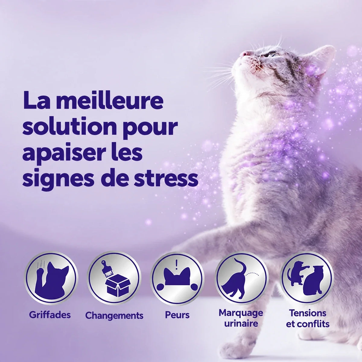 Les signes courants du stress chez le chat