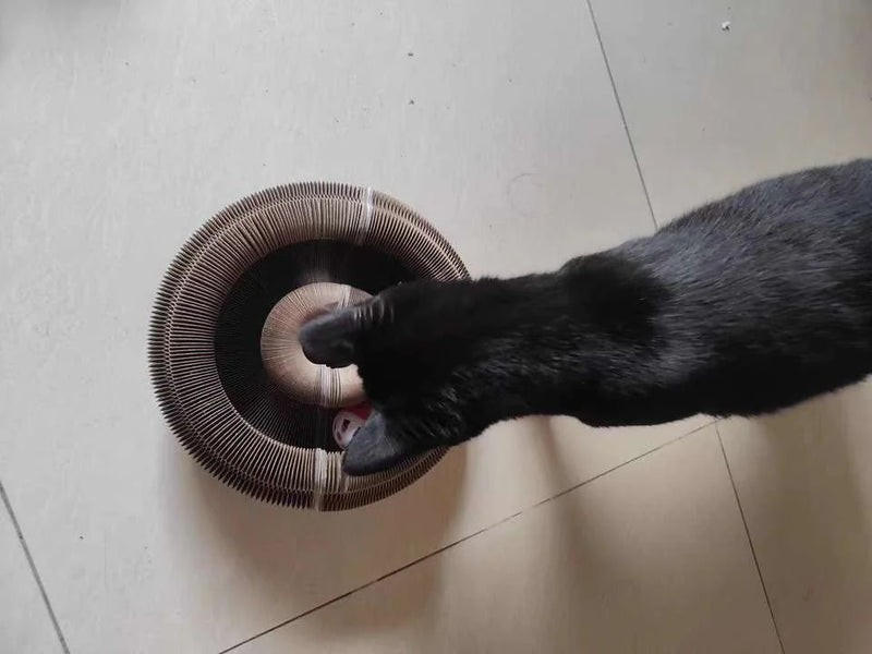 Chat qui joue avec le lit griffoir Homyria