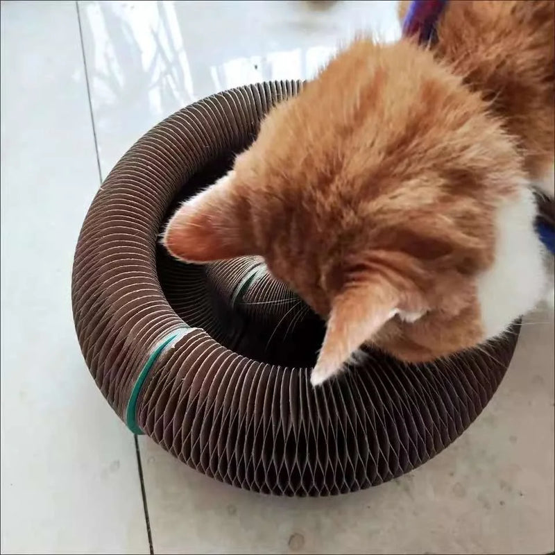 Chat qui joue avec le lit griffoir Homyria