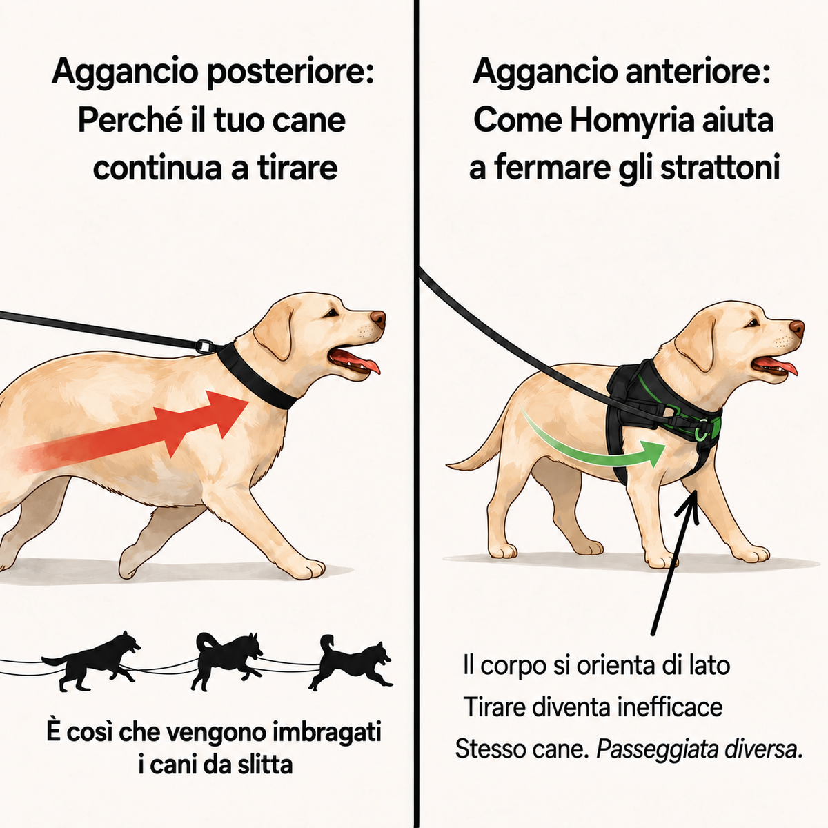 Pettorina anti-tiro Homyria