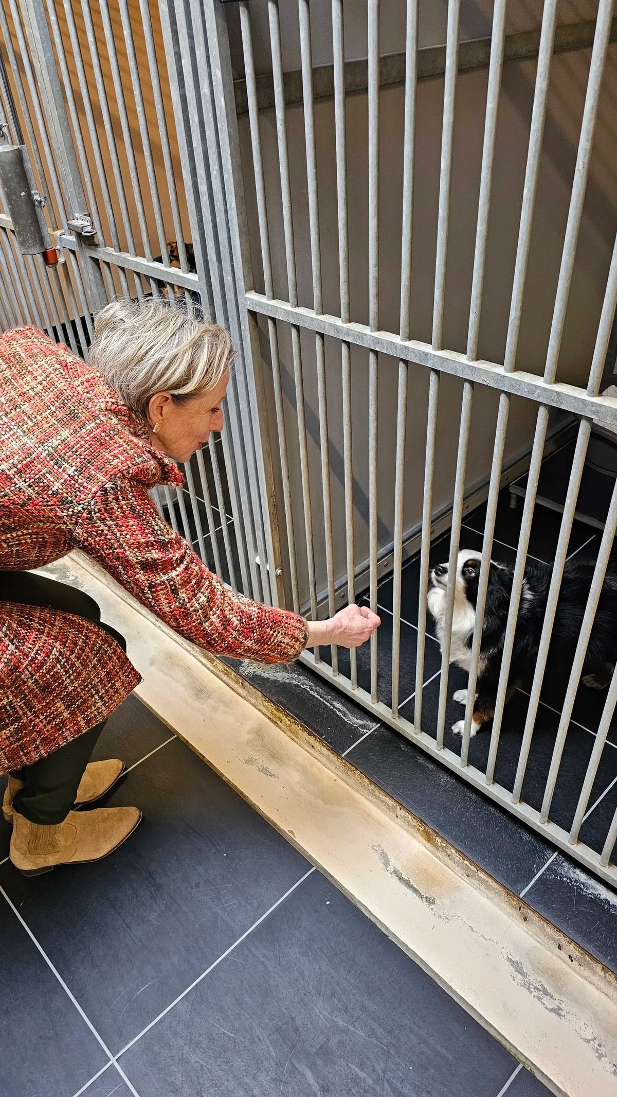 Hundeheime unterstützen
